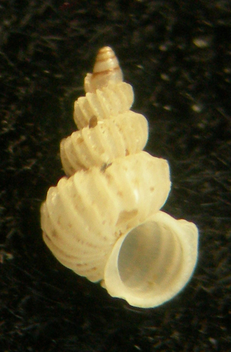 epitonium tiberii?
